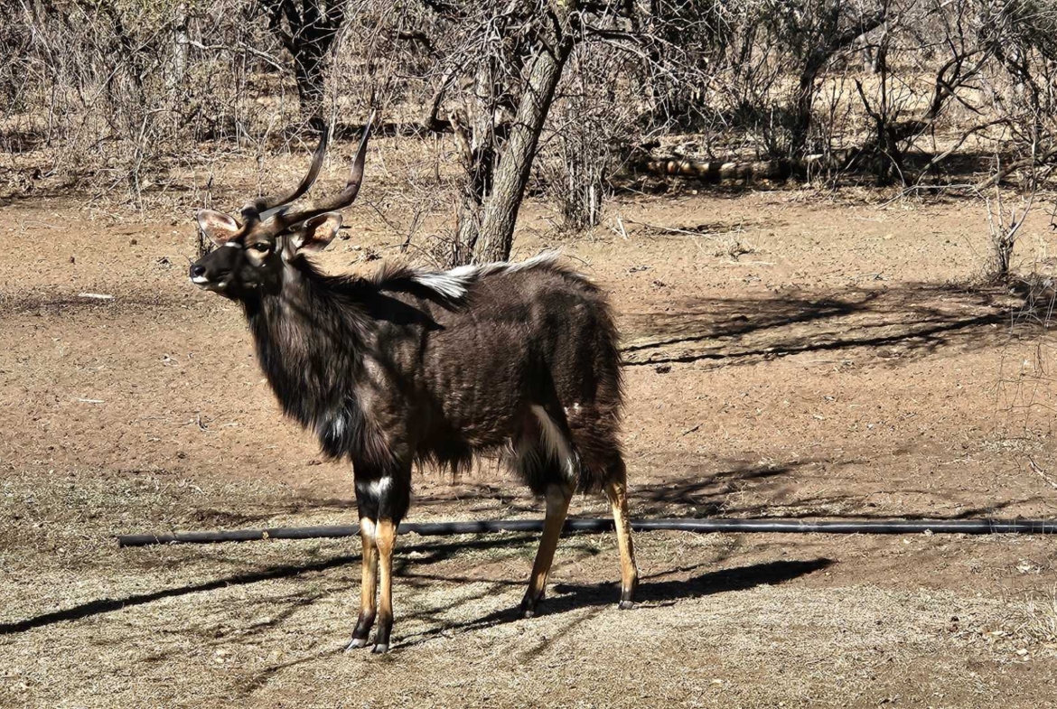 Sterling Bush Lodge