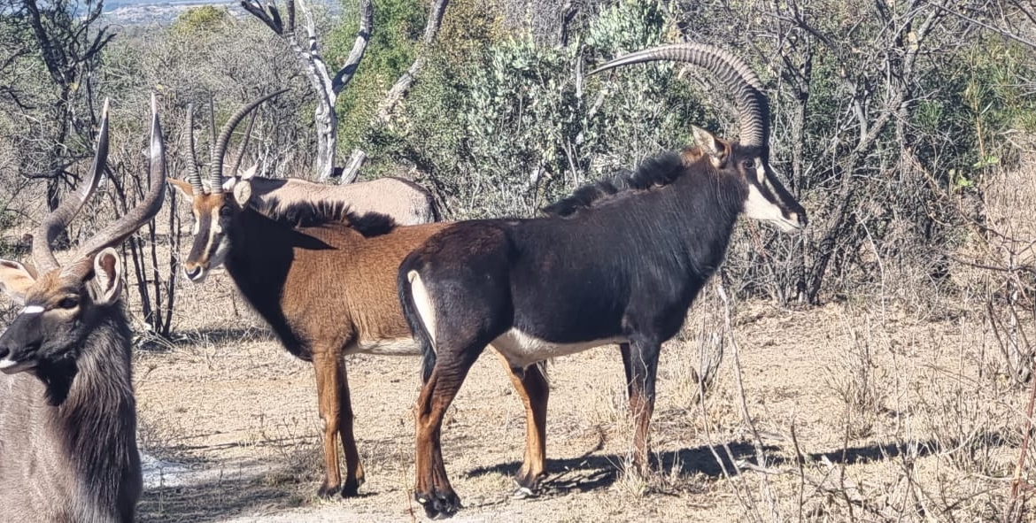 Sterling Bush Lodge