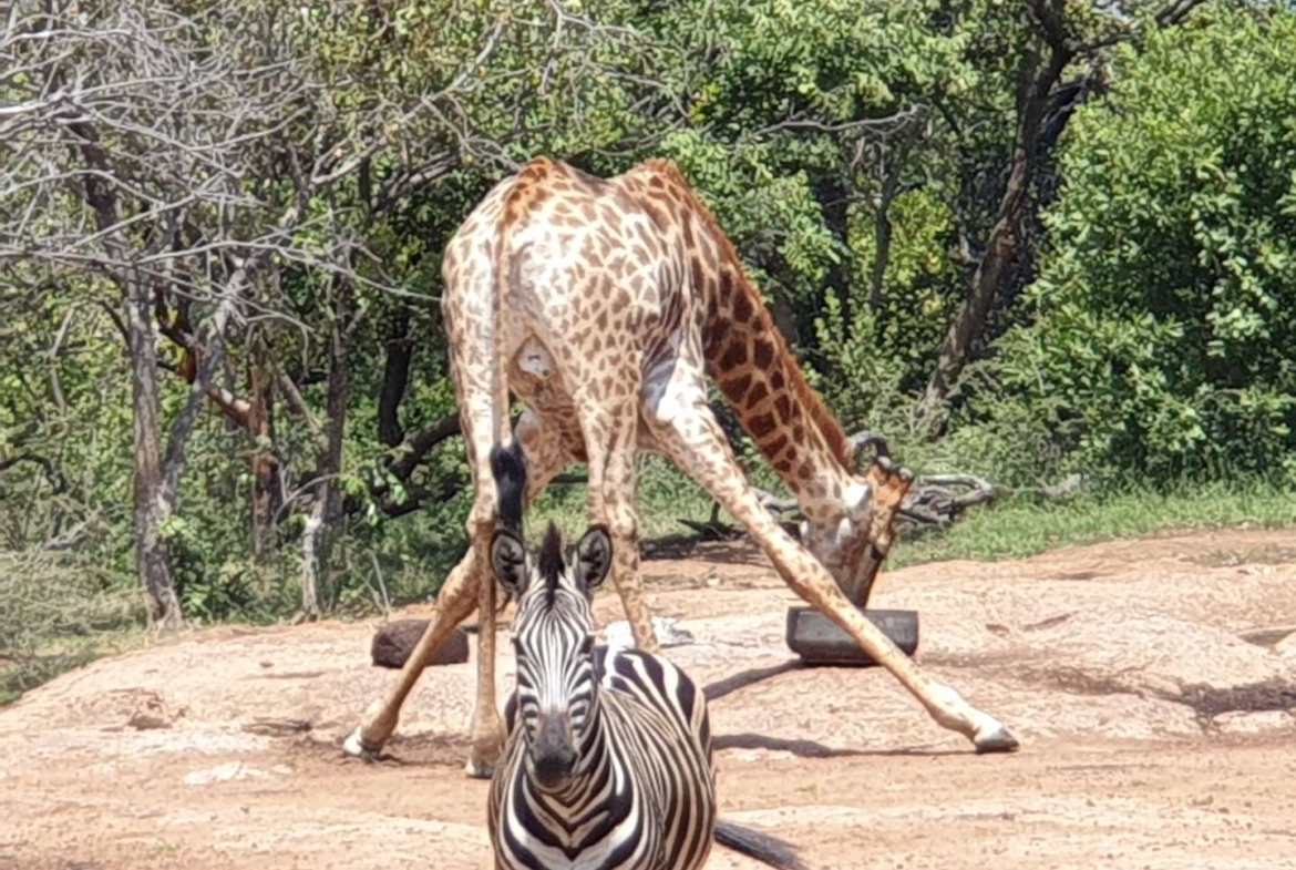 Sterling Bush Lodge