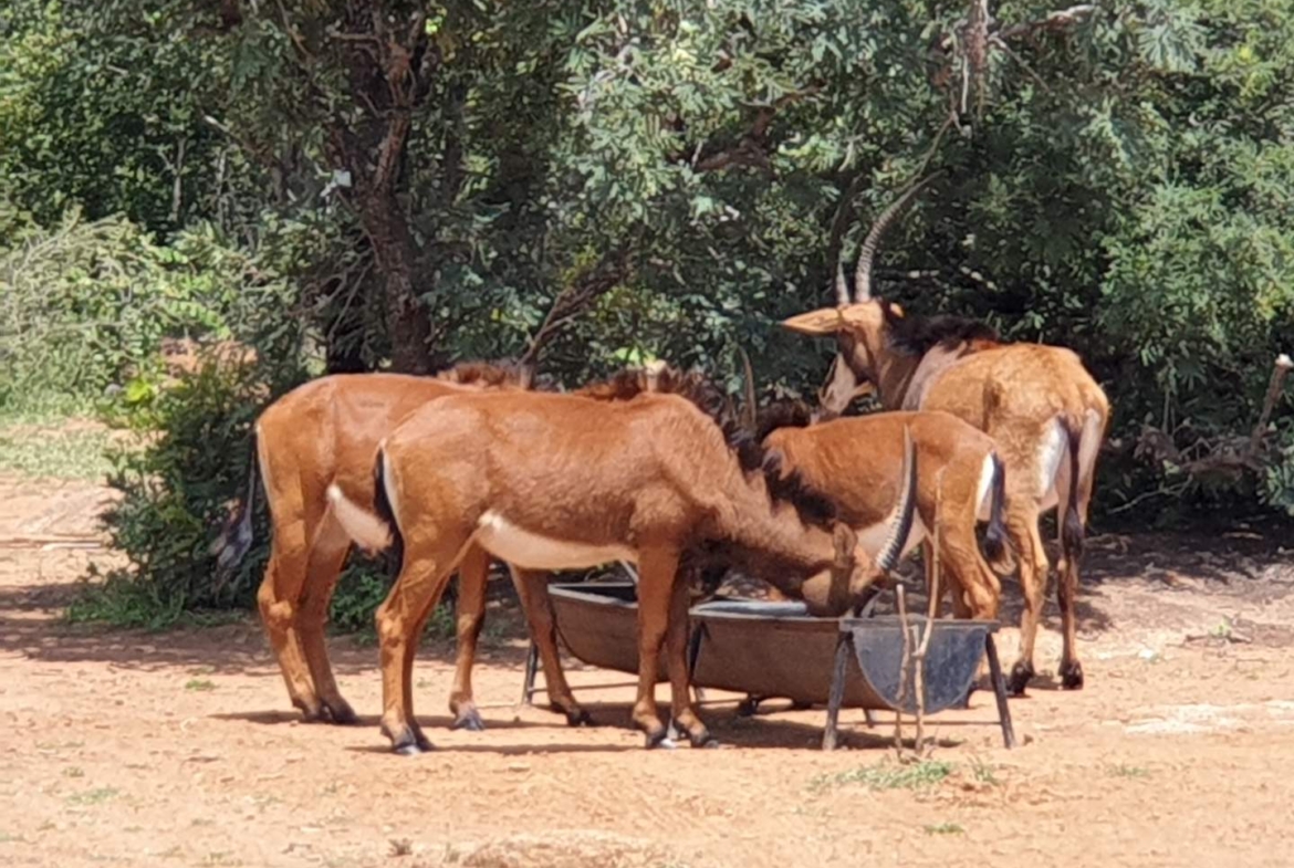 Sterling Bush Lodge